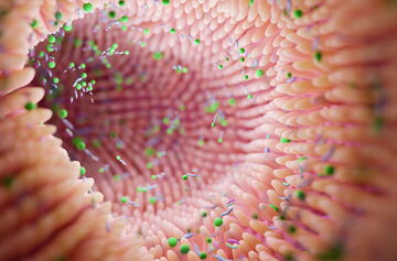 Mikrobielle-Flora im Darm