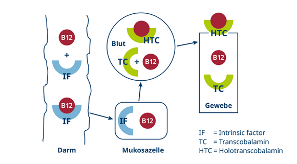 Vereinfachte Darstellung von Absorption und Transport von Vitamin B12