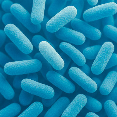 Bifidobacterium