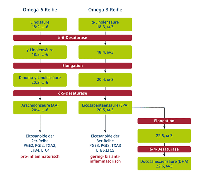 Metabolisierungswege der Omega-6- und Omega-3-Fettsäuren