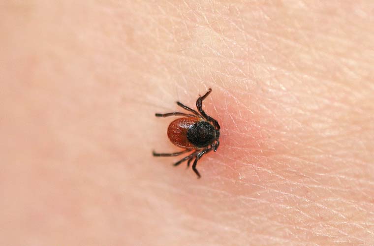 Gesundheitsgefahr Zecke – mit dem ELISPOT-Test Borreliose früh erkennen und den Infektionsstatus beurteilen.