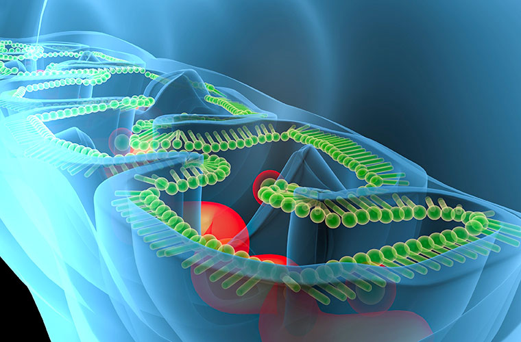 Illustration der Mitochondrien-Doppelmembran mit Lipidschichten.
