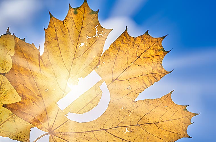 Die anti-tumoralen Wirkungen von Vitamin D