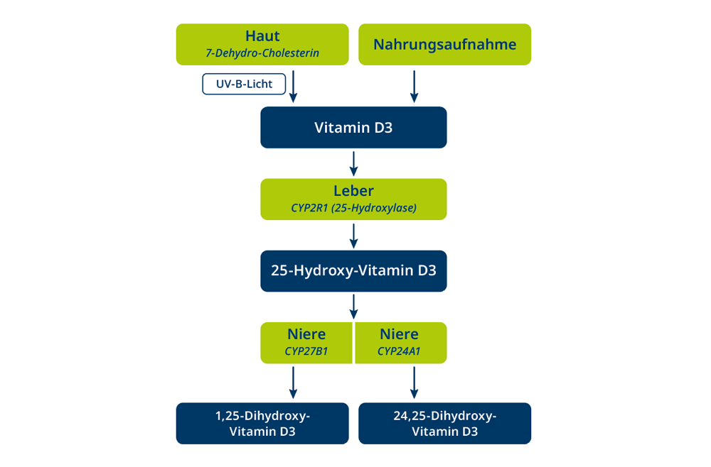 Schematisierte Darstellung des Vitamin D-Stoffwechsels